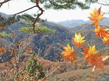 今日國(guó)際油價(jià)動(dòng)態(tài)，巷弄深處的石油秘密探索