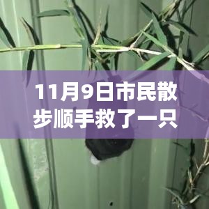 散步奇遇，救助‘鳥界二哈’的自我成長啟示