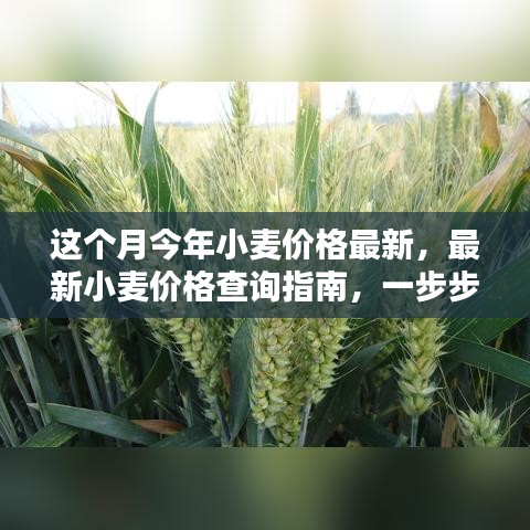 最新小麥價格查詢指南，教你如何獲取本月今年小麥價格信息