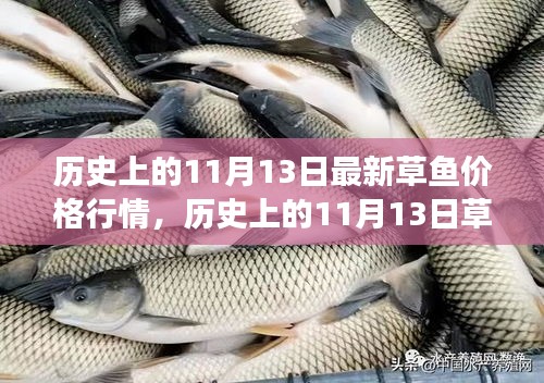 歷史上的草魚行情，揭秘11月13日的草魚價格與市場走勢分析