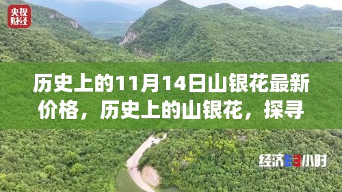 探尋山銀花價(jià)格變遷背后的故事與影響，歷史上的最新價(jià)格回顧（11月14日）