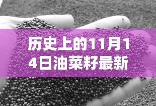 歷史上的11月14日油菜籽價(jià)格行情解析及查詢(xún)指南，最新行情與查詢(xún)步驟全解析