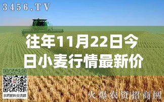 11月22日小麥行情深度解析，最新價格與市場影響力回顧