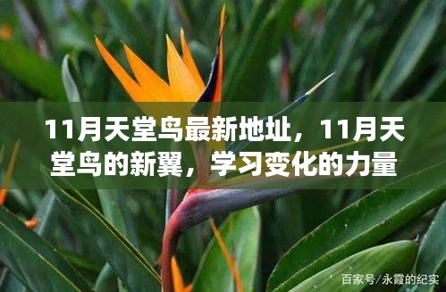 11月天堂鳥新翼展翅，學(xué)習(xí)變化力量，自信翱翔人生藍天