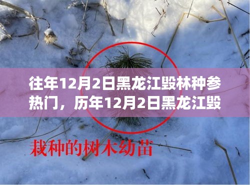 黑龍江毀林種參事件回顧，探尋背后的故事與啟示，歷年12月2日熱門事件聚焦