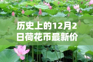 小紅書帶你穿越金融時光，歷史上的荷花幣最新價格表（12月2日版）