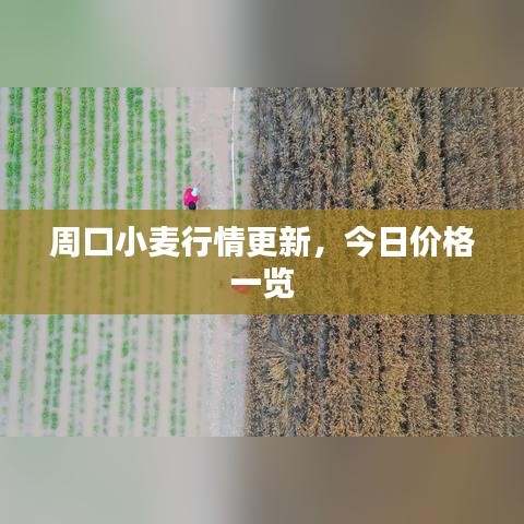 周口小麥行情更新，今日價(jià)格一覽