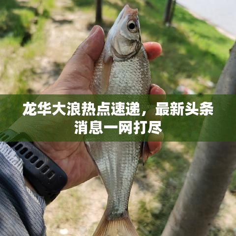 龍華大浪熱點(diǎn)速遞，最新頭條消息一網(wǎng)打盡