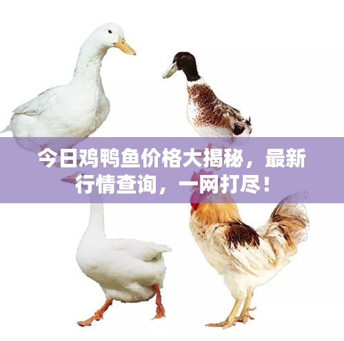 今日雞鴨魚價格大揭秘，最新行情查詢，一網(wǎng)打盡！