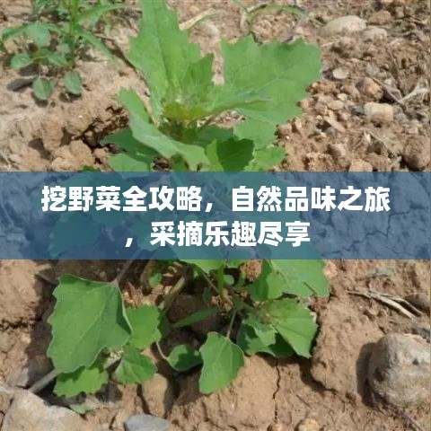 挖野菜全攻略，自然品味之旅，采摘樂趣盡享