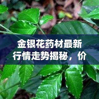 金銀花藥材最新行情走勢揭秘，價(jià)格動態(tài)與市場趨勢分析