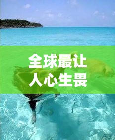 全球最讓人心生畏懼的海豹排名大揭秘！