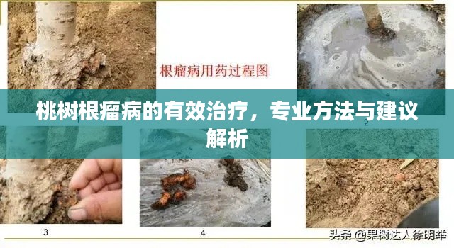 桃樹根瘤病的有效治療，專業(yè)方法與建議解析