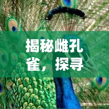 揭秘雌孔雀，探尋百度下的神秘生物世界