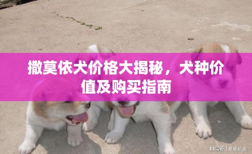 撒莫依犬價格大揭秘，犬種價值及購買指南