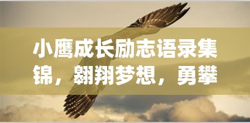 小鷹成長勵(lì)志語錄集錦，翱翔夢(mèng)想，勇攀高峰！