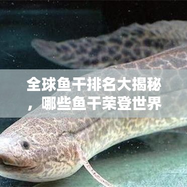 全球魚干排名大揭秘，哪些魚干榮登世界之最榜單？