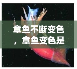 章魚不斷變色，章魚變色是主動(dòng)變異嗎 